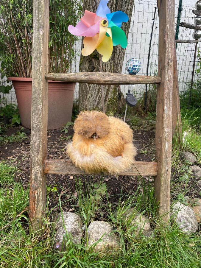 Ferienwohnung Seidenhuhn 克费尔斯菲尔登 外观 照片