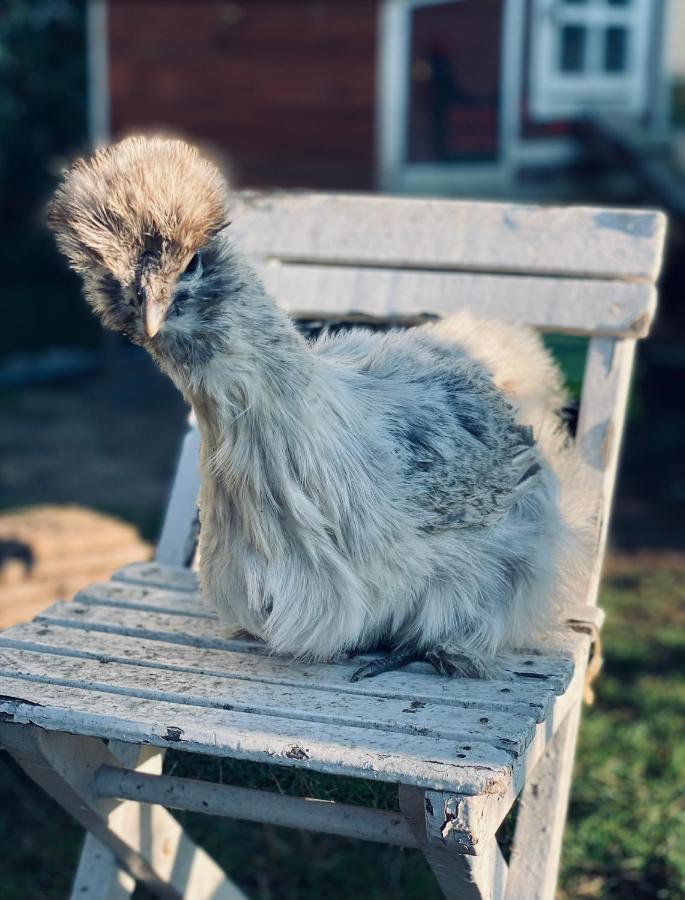 Ferienwohnung Seidenhuhn 克费尔斯菲尔登 外观 照片