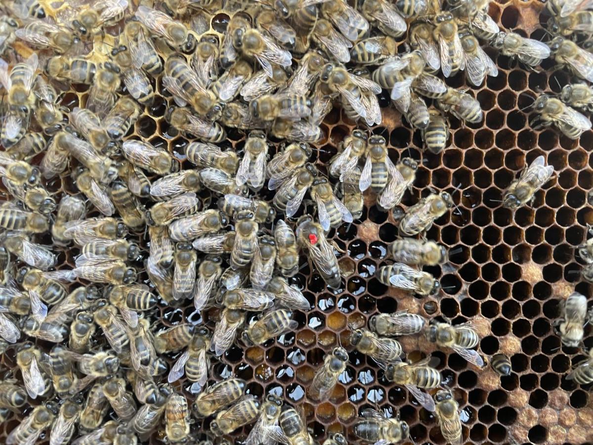 Ferienwohnung Seidenhuhn 克费尔斯菲尔登 外观 照片