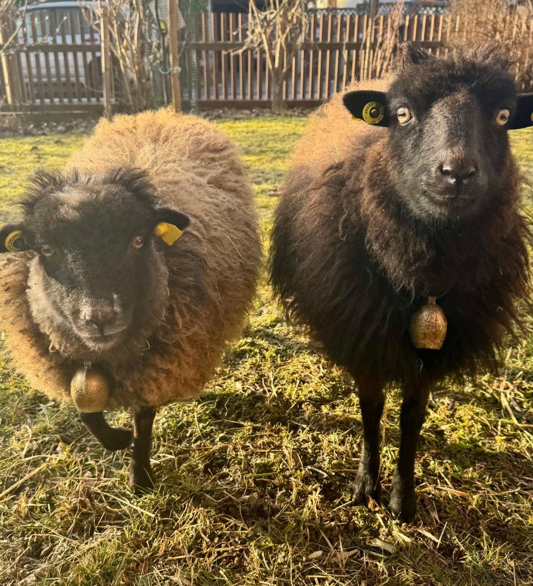 Ferienwohnung Seidenhuhn 克费尔斯菲尔登 外观 照片